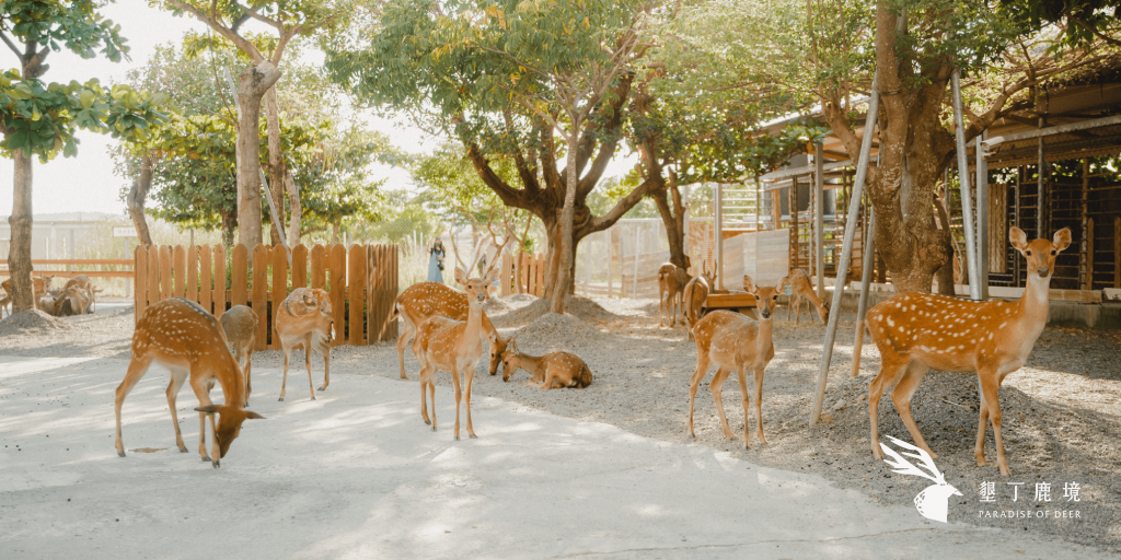 鹿境梅花鹿園區的梅花鹿群