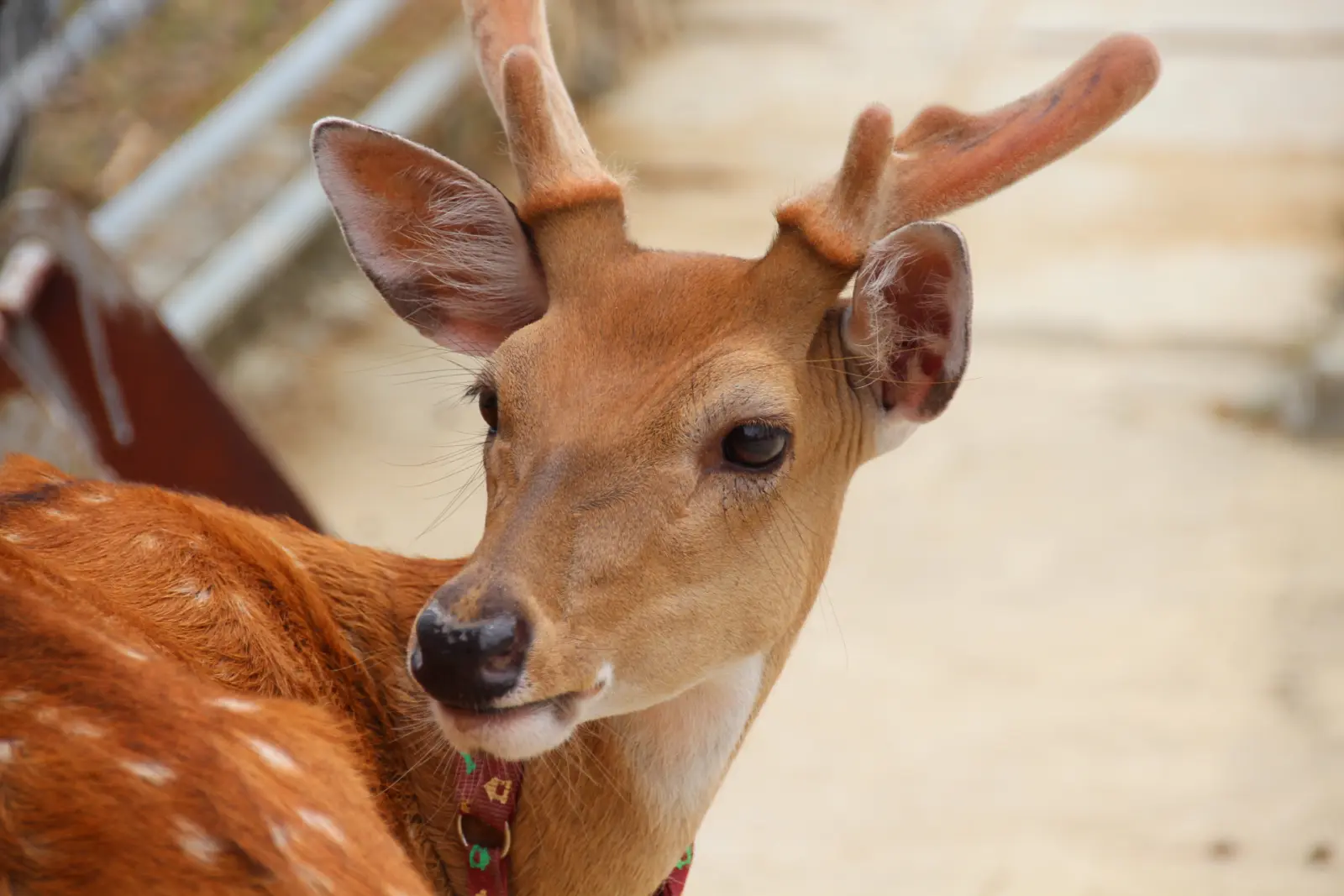 鹿境梅花鹿園區的梅花鹿近景