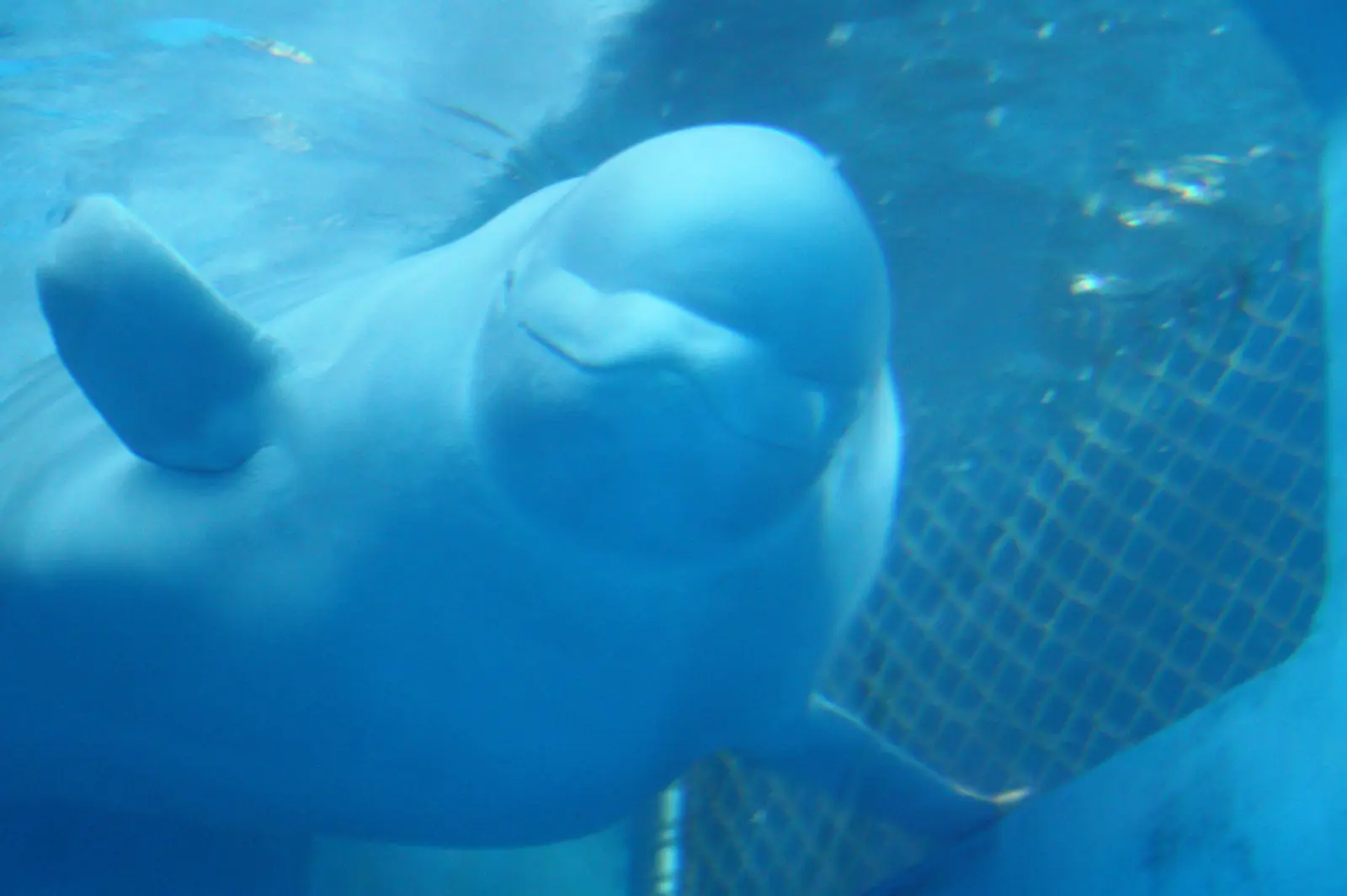 海生館白鯨館內近景