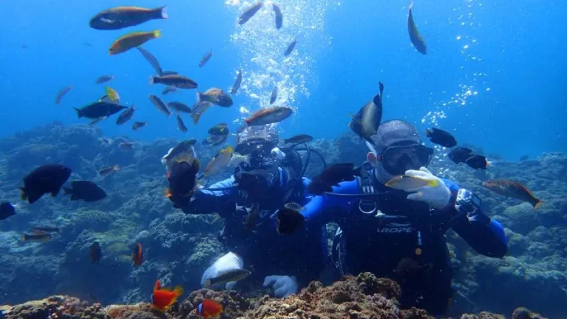 萬里桐海岸潛水好去處